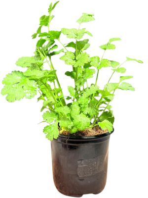 Coriandrum Sativum "Coriander"