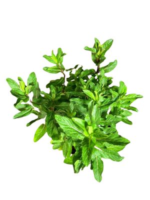 Menta x Piperita "Mint Chocolate" 12cmPot