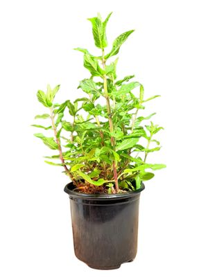 Menta x Piperita "Mint Chocolate" 12cmPot