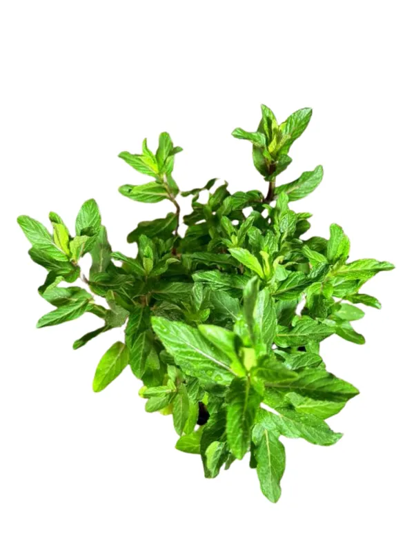 Menta x Piperita "Mint Chocolate" 12cmPot