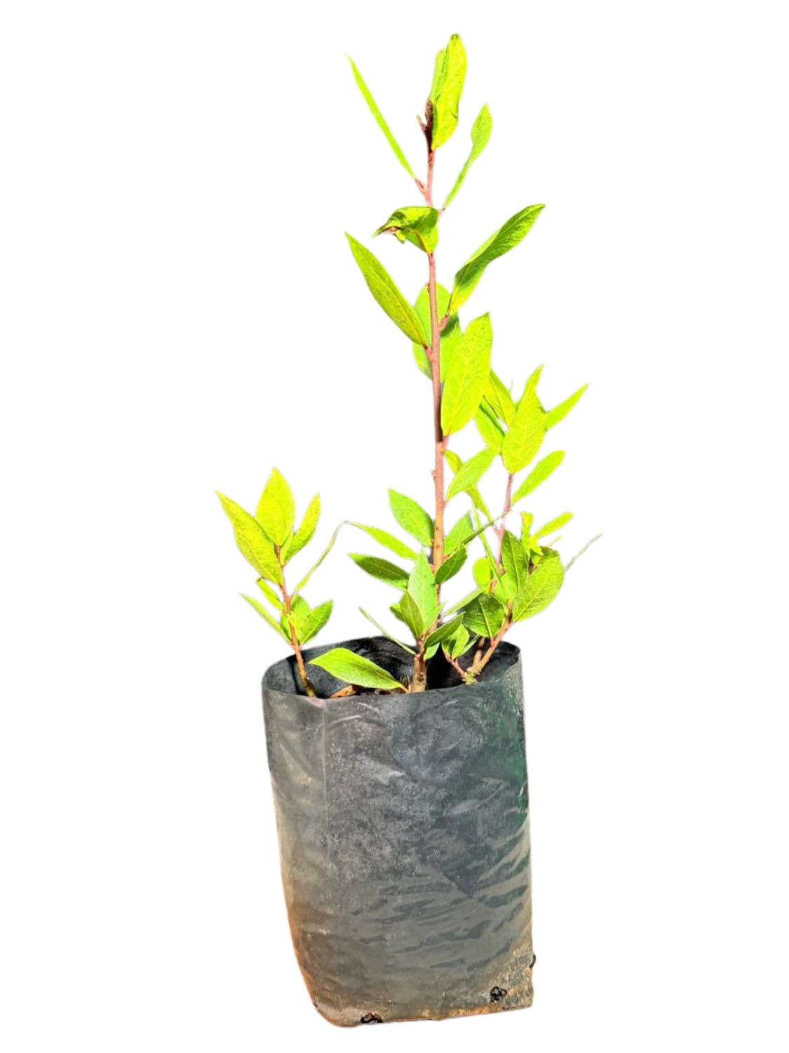 Laurus Nobilis "Bay Leaf Tree" 4Liter