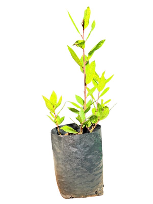 Laurus Nobilis "Bay Leaf Tree" 4Liter