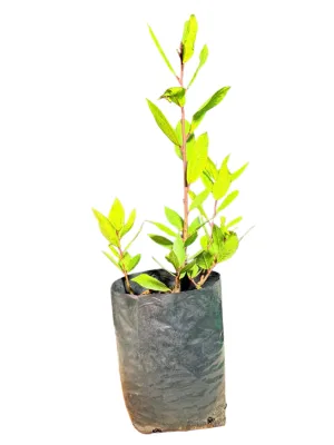 Laurus Nobilis "Bay Leaf Tree" 4Liter