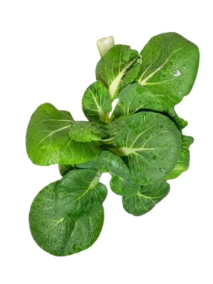 Brassica Rapa Chinensis "Pak Choi" 12cmPot