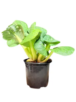 Brassica Rapa Chinensis "Pak Choi" 12cmPot