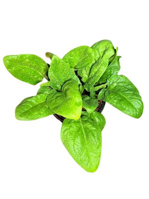 Spinacia Oleracea "Spinach Baby Viroflay" 12cmPot