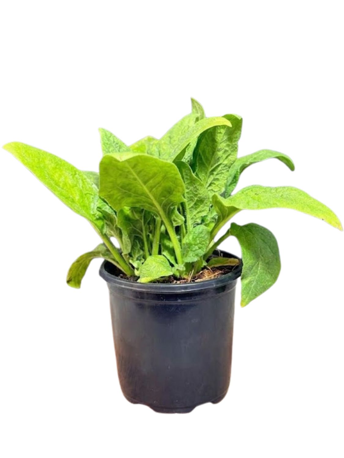 Spinacia Oleracea "Spinach Baby Viroflay" 12cmPot