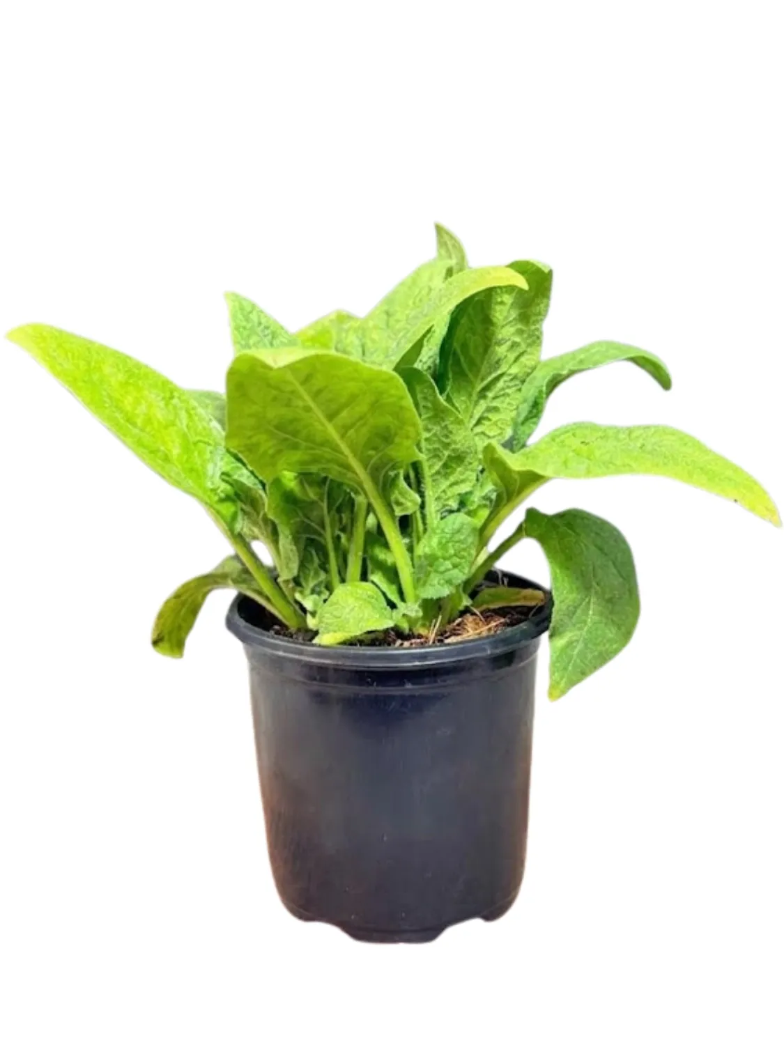 Spinacia Oleracea "Spinach Baby Viroflay" 12cmPot