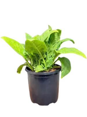 Spinacia Oleracea "Spinach Baby Viroflay" 12cmPot