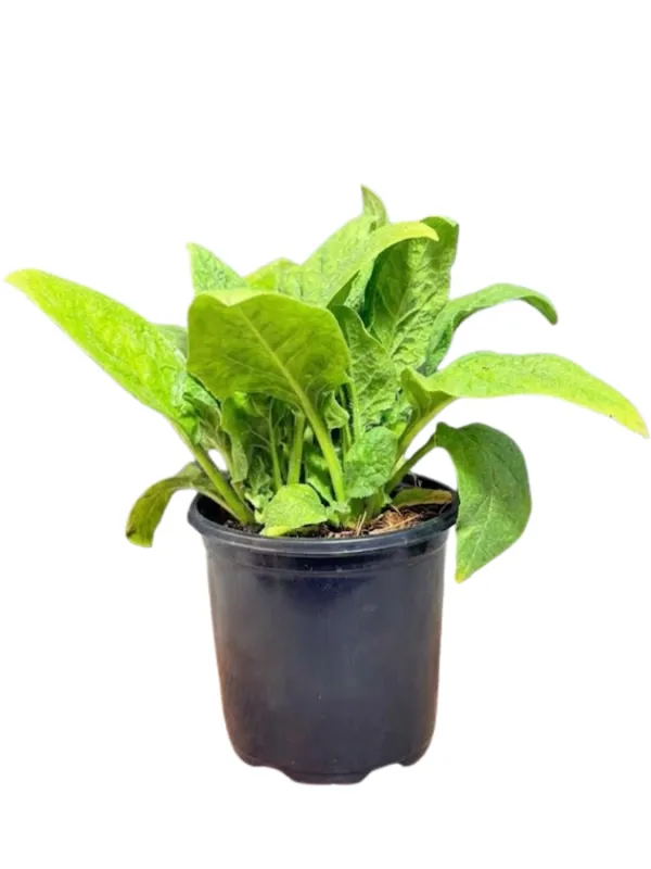 Spinacia Oleracea "Spinach Baby Viroflay" 12cmPot
