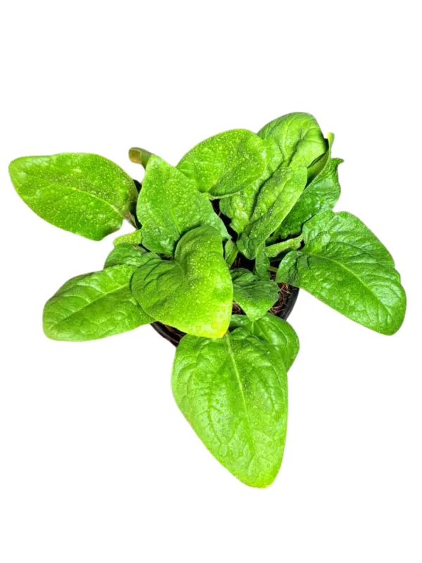 Spinacia Oleracea "Spinach Baby Viroflay" 12cmPot