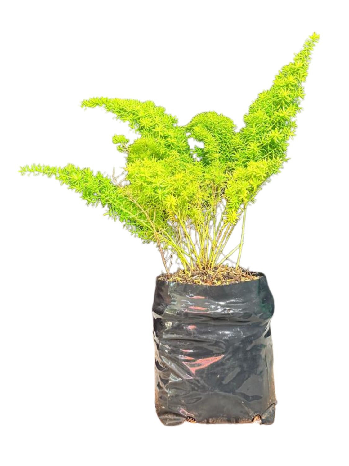 Asparagus Densiflorus "Mazeppa Asparagus Fern" 2.5Liter