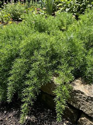 Asparagus Densiflorus "Mazeppa Asparagus Fern" 2.5Liter