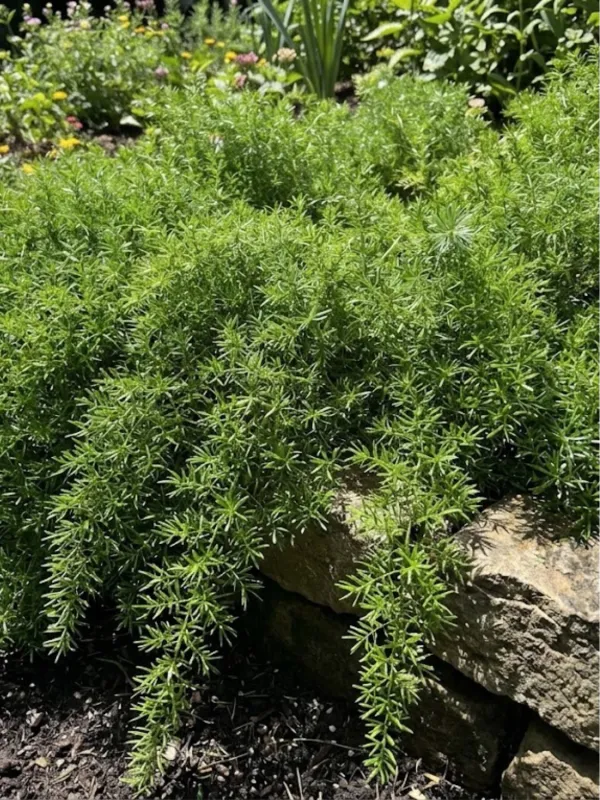 Asparagus Densiflorus "Mazeppa Asparagus Fern" 2.5Liter