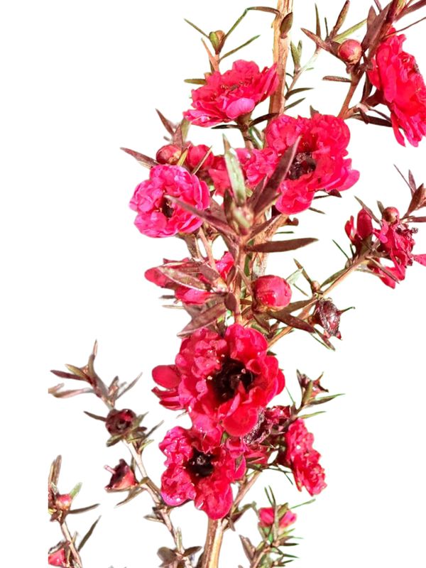 Leptospermum Scoparium "Big Red Tea Tree" 2.5Liter