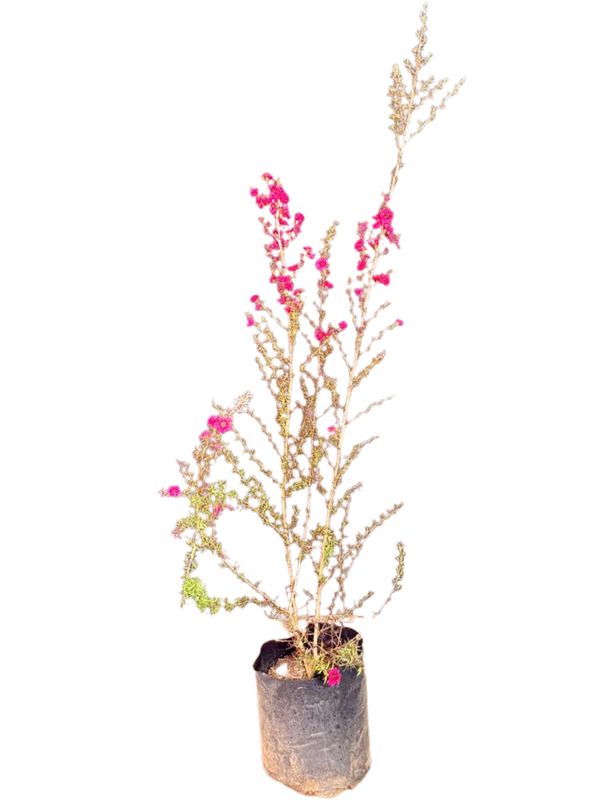 Leptospermum Scoparium "Big Red Tea Tree" 2.5Liter