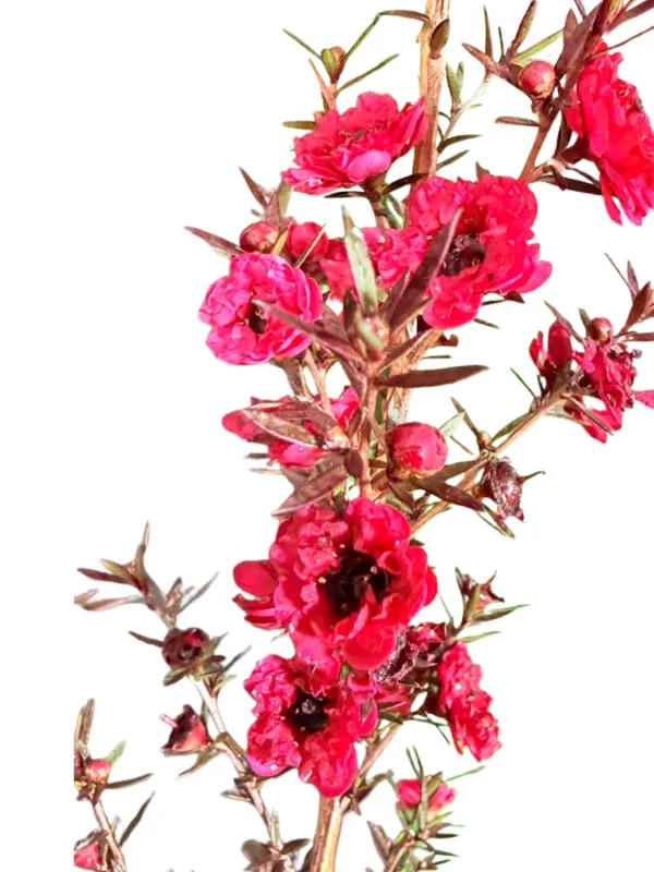 Leptospermum Scoparium "Big Red Tea Tree" 2.5Liter