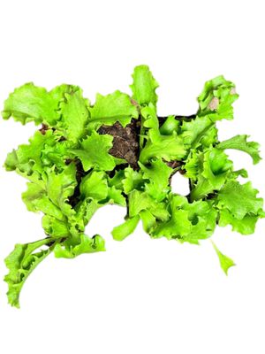 Lactuca Sativa "Great Lakes Crisphead Lettuce" 6Pack Seedlings