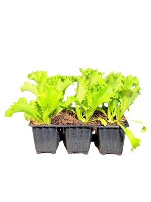 Lactuca Sativa "Great Lakes Crisphead Lettuce" 6Pack Seedlings