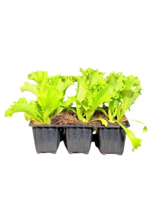 Lactuca Sativa "Great Lakes Crisphead Lettuce" 6Pack Seedlings