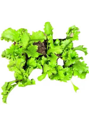 Lactuca Sativa "Great Lakes Crisphead Lettuce" 6Pack Seedlings