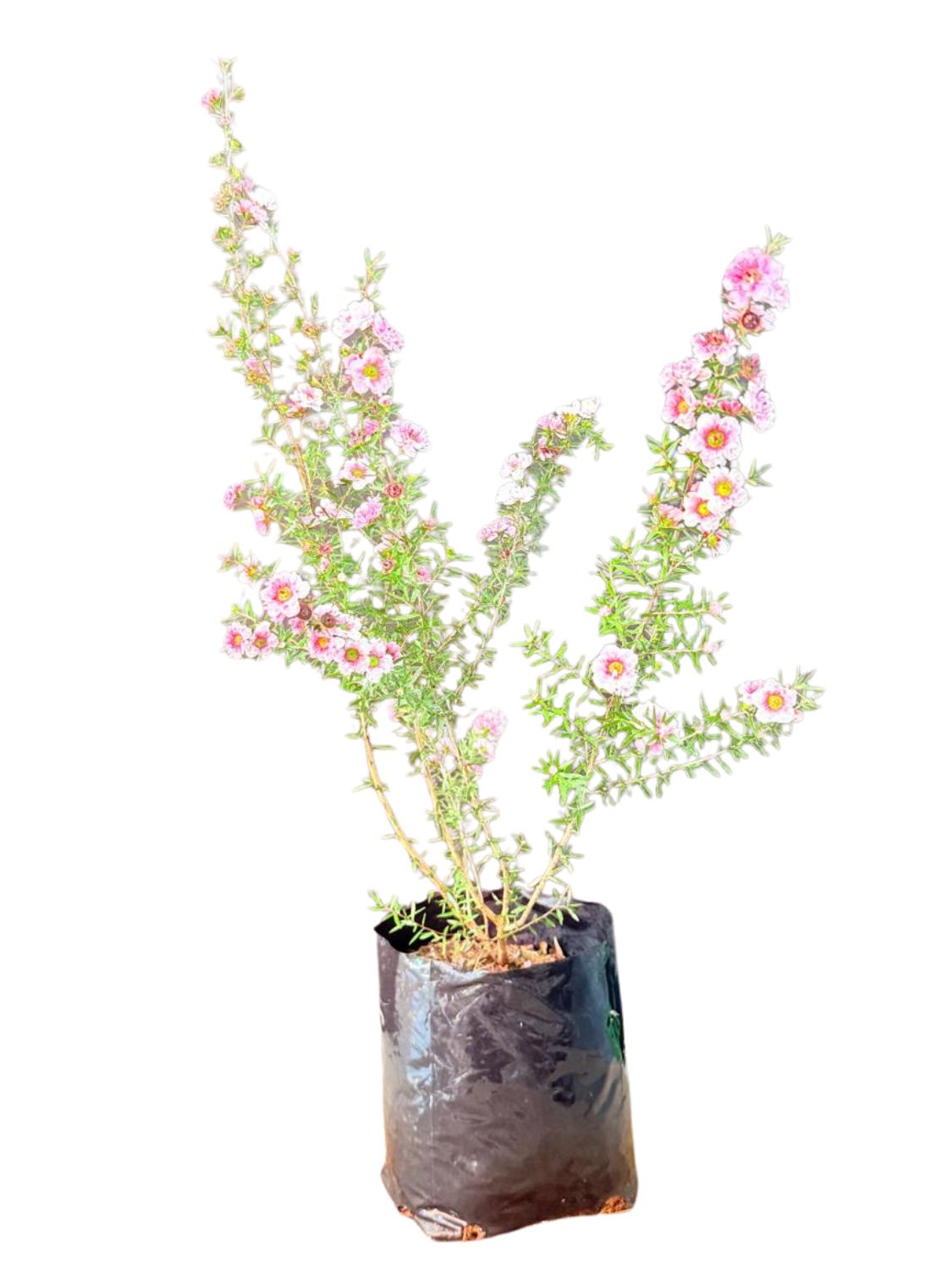 Leptospermum Scoparium "Spectra Color Pink" 2.5Liter