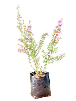 Leptospermum Scoparium "Spectra Color Pink" 2.5Liter