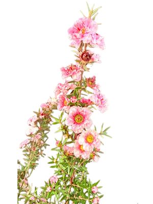 Leptospermum Scoparium "Spectra Color Pink" 2.5Liter