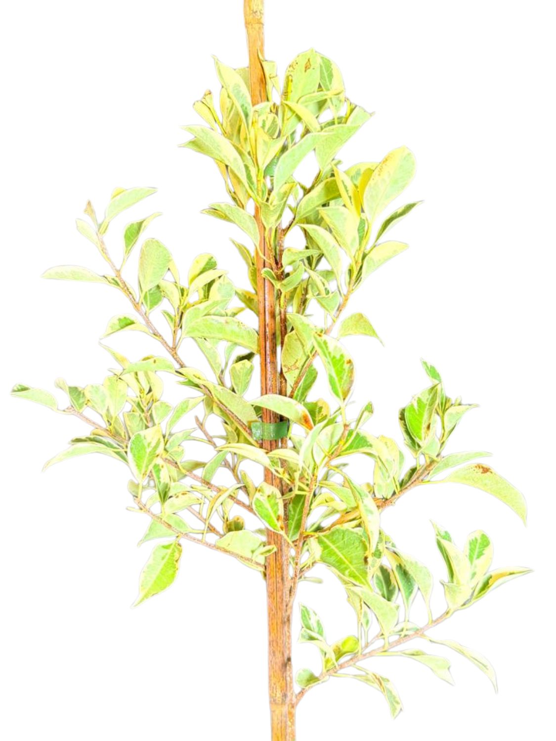 Ficus Hawai "Variegated Weeping Fig" Standard 10Liter