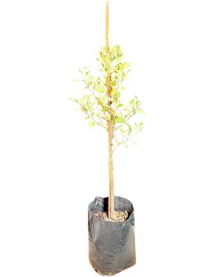 Ficus Hawai "Variegated Weeping Fig" Standard 10Liter