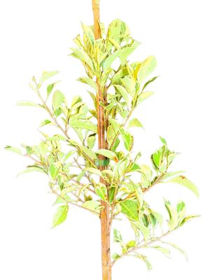 Ficus Hawai "Variegated Weeping Fig" Standard 10Liter