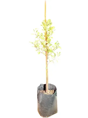Ficus Hawai "Variegated Weeping Fig" Standard 10Liter