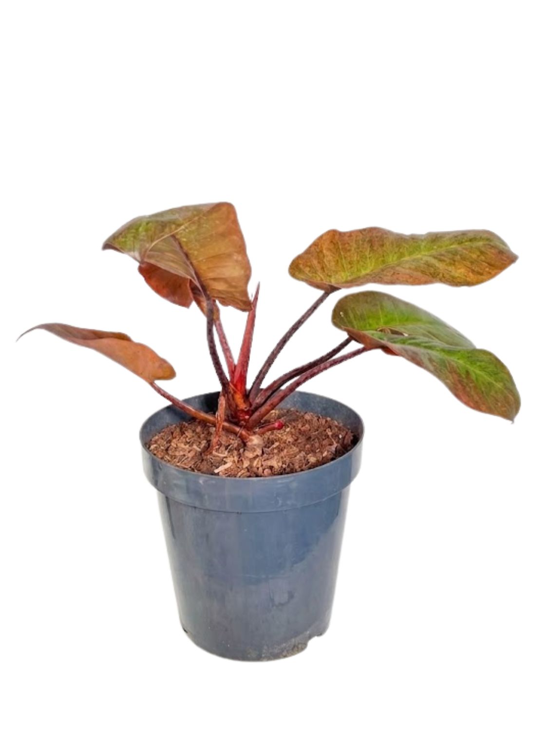 Philodendron Erubescens "Imperial Red" 30cmPot