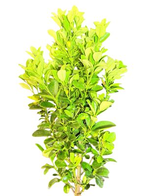 Citrofortunella Microcarpa "Dwarf Calamondin Orange" 30cmPot