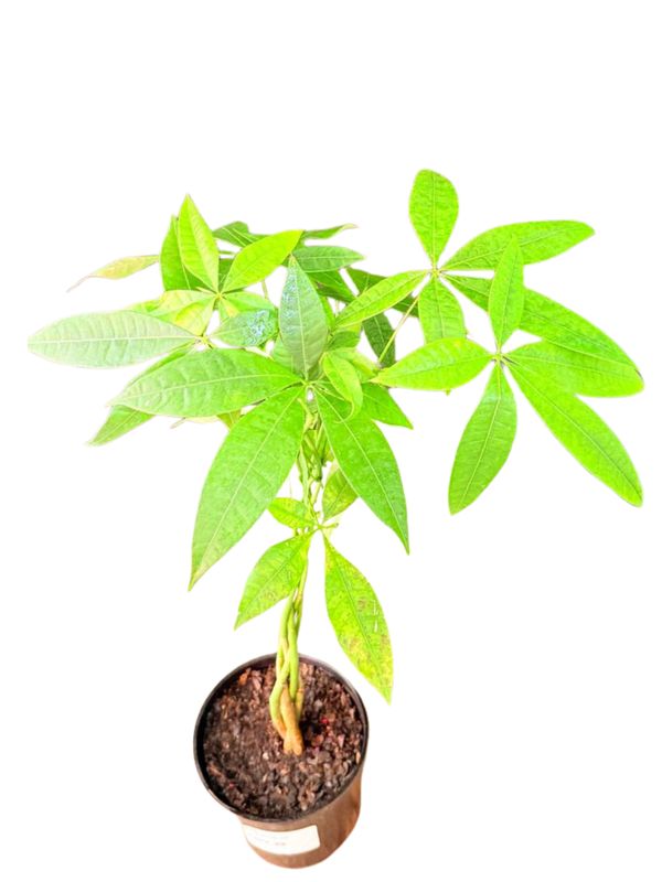 Pachira Aquatica "Braided Pachira Money Tree" 15cmPot