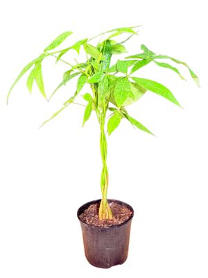 Pachira Aquatica "Braided Pachira Money Tree" 15cmPot