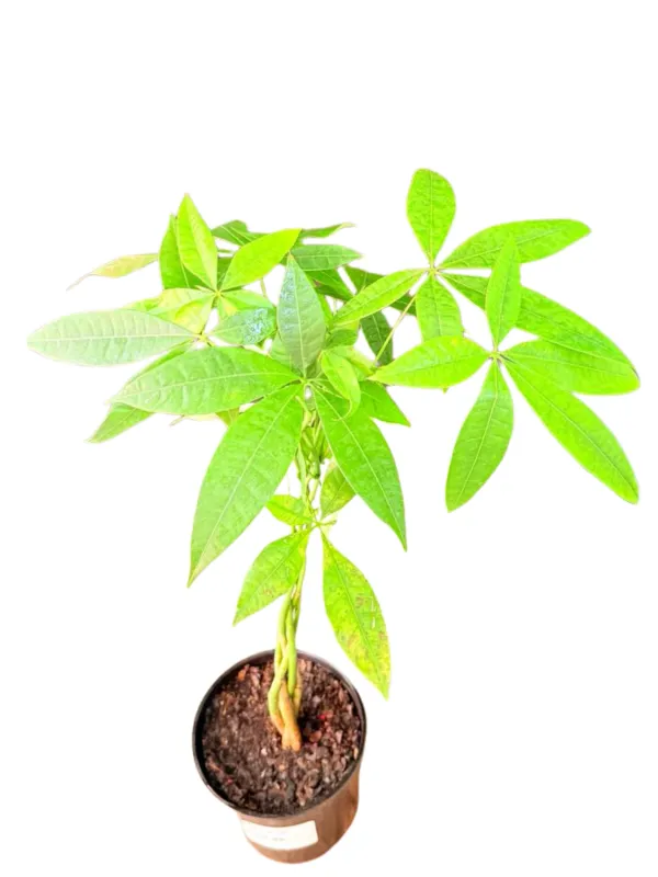 Pachira Aquatica "Braided Pachira Money Tree" 15cmPot