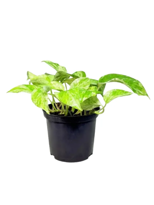 Epipremnum Aureum "Scindapsus N'Joy" 14cmPot