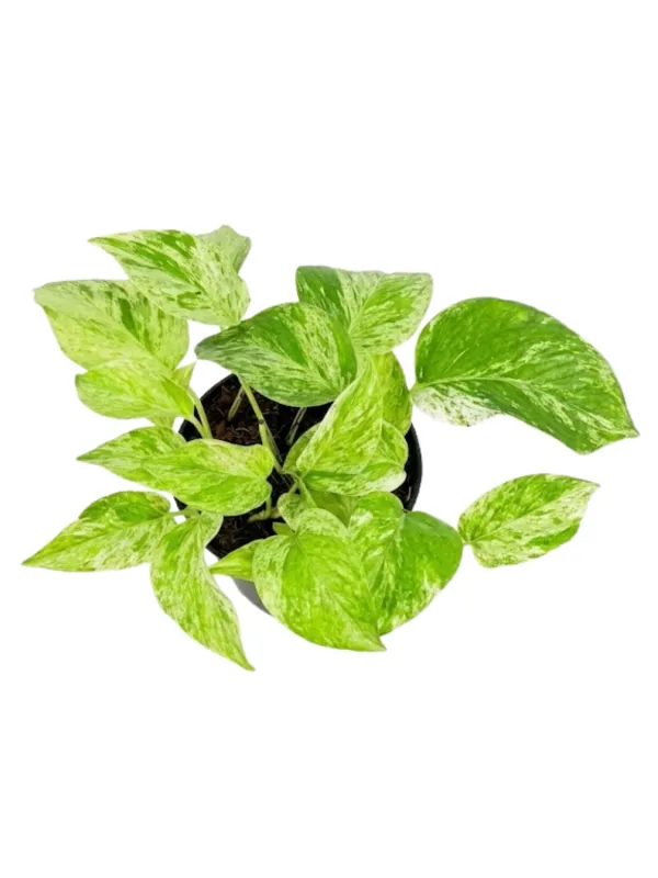 Epipremnum Aureum "Scindapsus N'Joy" 14cmPot