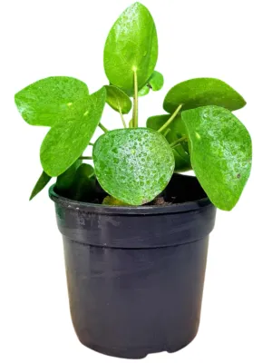 Pilea Peperomioides Chinese Money Plant "Pancake Plant" 14cmPot