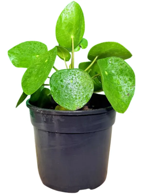 Pilea Peperomioides Chinese Money Plant "Pancake Plant" 14cmPot