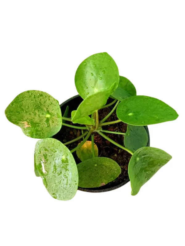 Pilea Peperomioides Chinese Money Plant "Pancake Plant" 14cmPot