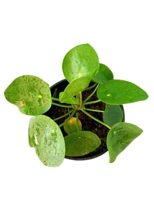 Pilea Peperomioides Chinese Money Plant "Pancake Plant" 14cmPot