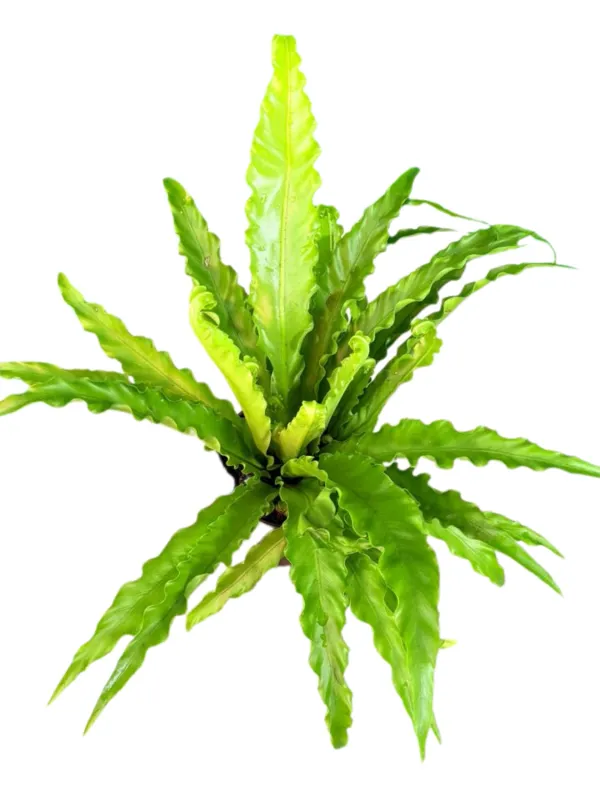 Asplenium Nidus "Birds Nest Crissie" 14cmPot