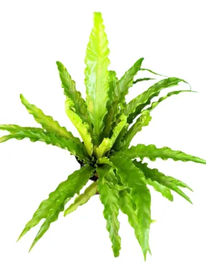 Asplenium Nidus "Birds Nest Crissie" 14cmPot