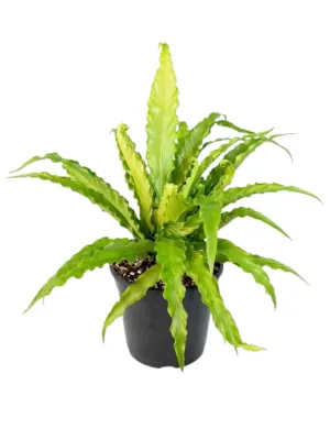 Asplenium Nidus "Birds Nest Crissie" 14cmPot