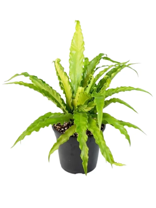 Asplenium Nidus "Birds Nest Crissie" 14cmPot
