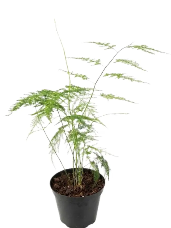 Asparagus Plumosus "Lace Fern" 12cmPot