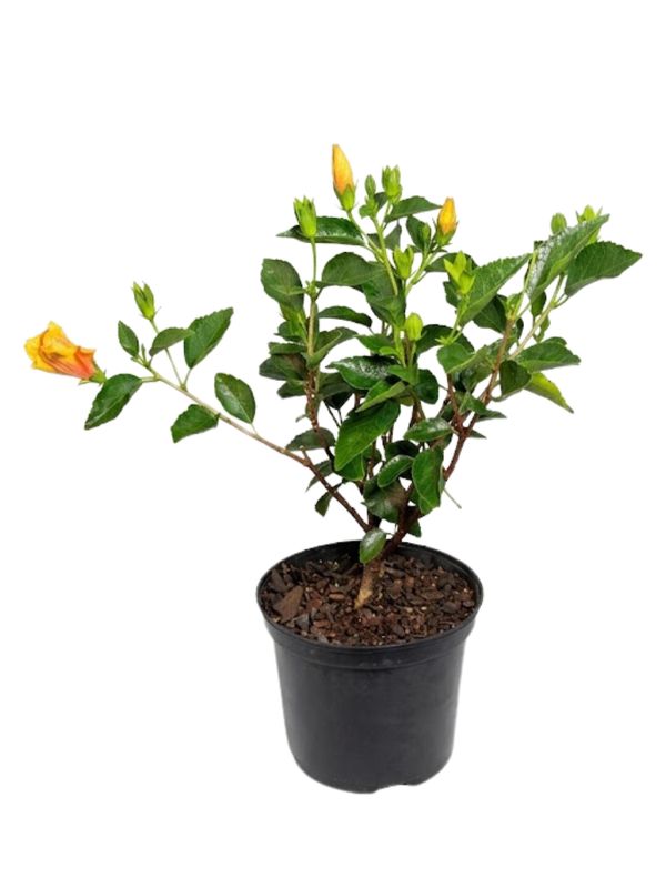 Hibiscus Rosa Sinensis "Hollywood Playboy" 21cmPot