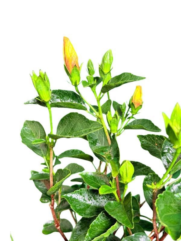 Hibiscus Rosa Sinensis "Hollywood Playboy" 21cmPot